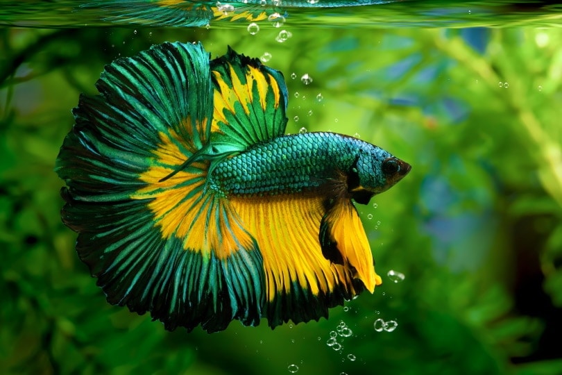 Betta Fish