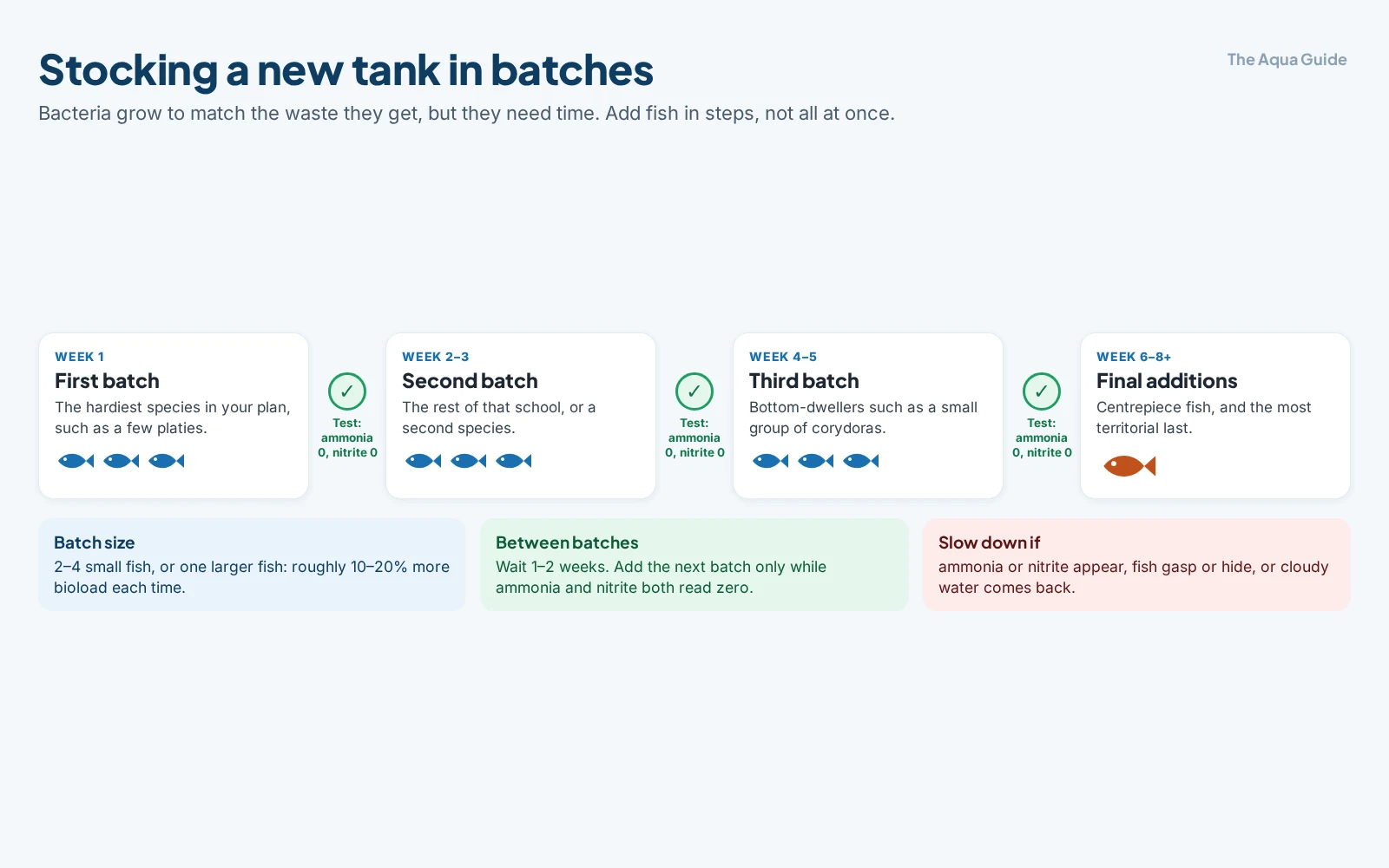 Timeline for stocking a new tank in batches: week 1 the hardiest species, weeks 2 to 3 the rest of the school, weeks 4 to 5 bottom-dwellers, weeks 6 to 8 centrepiece and territorial fish last, testing for ammonia 0 and nitrite 0 before each batch; batches of 2 to 4 small fish, 1 to 2 weeks apart