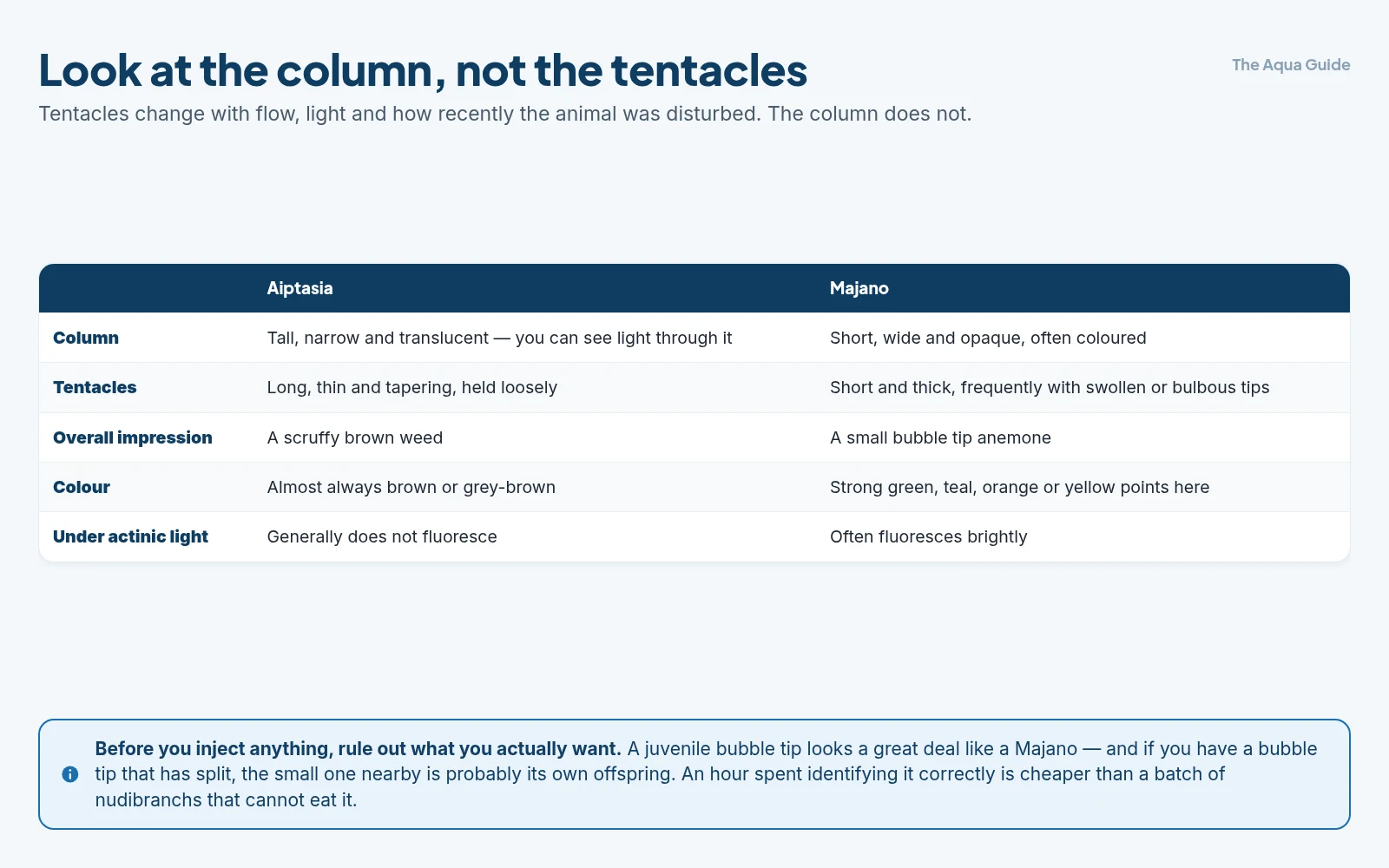 Telling Aiptasia from Majano: Aiptasia has a tall translucent column with long tapering tentacles and is brown, while Majano has a short opaque coloured column with short bulbous-tipped tentacles and often fluoresces under actinic light