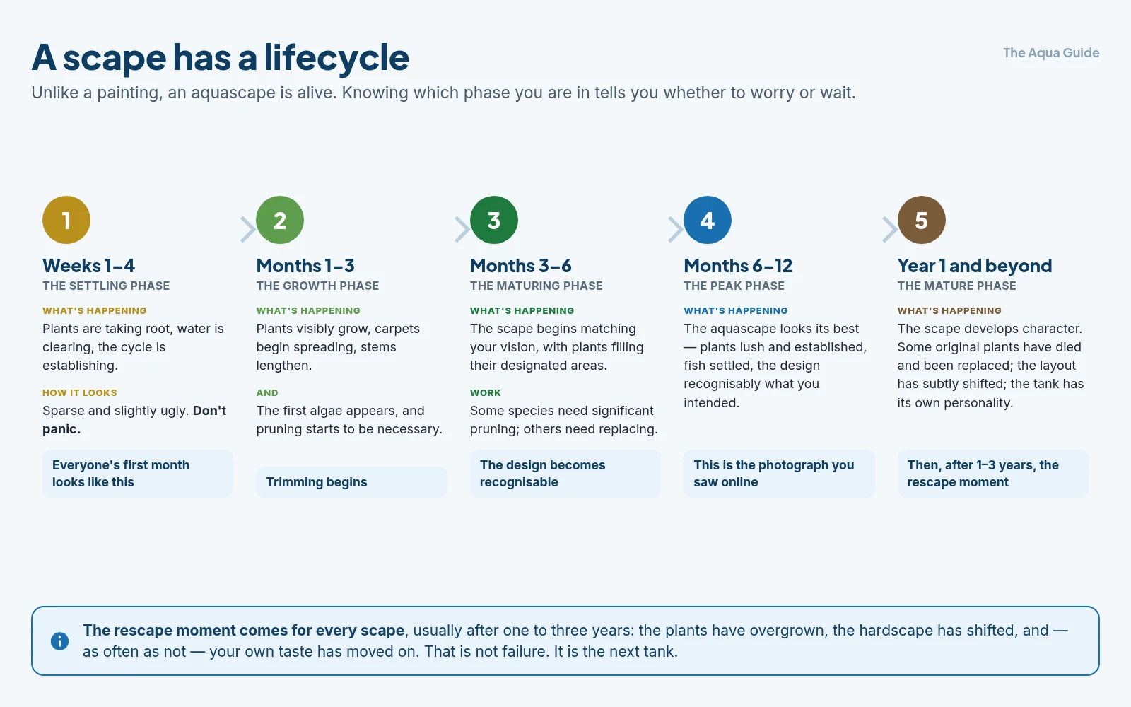 The lifecycle of an aquascape from the sparse settling weeks through the growth and maturing phases to its peak at six to twelve months, then a mature phase with its own character, and finally the rescape