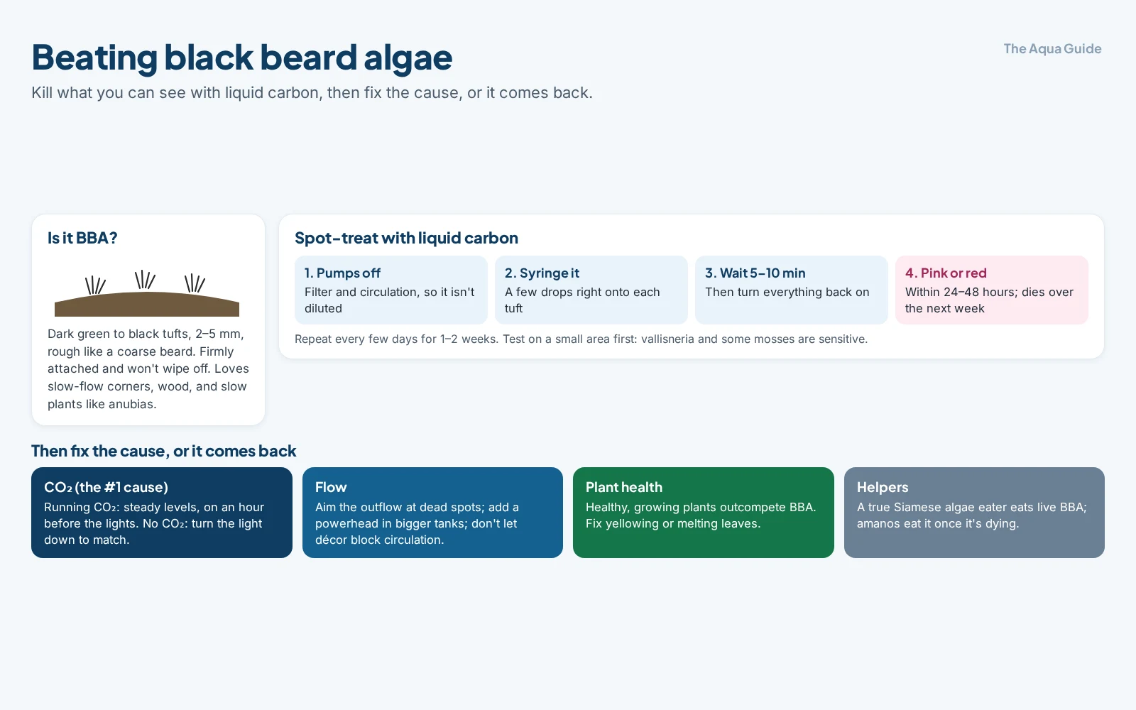 How to beat black beard algae: identify the dark, rough 2 to 5 mm tufts; spot-treat with liquid carbon by turning pumps off, applying a few drops by syringe, waiting 5 to 10 minutes, and watching it turn pink or red within 24 to 48 hours; then fix the cause: CO2, flow, plant health, with a true Siamese algae eater as a helper