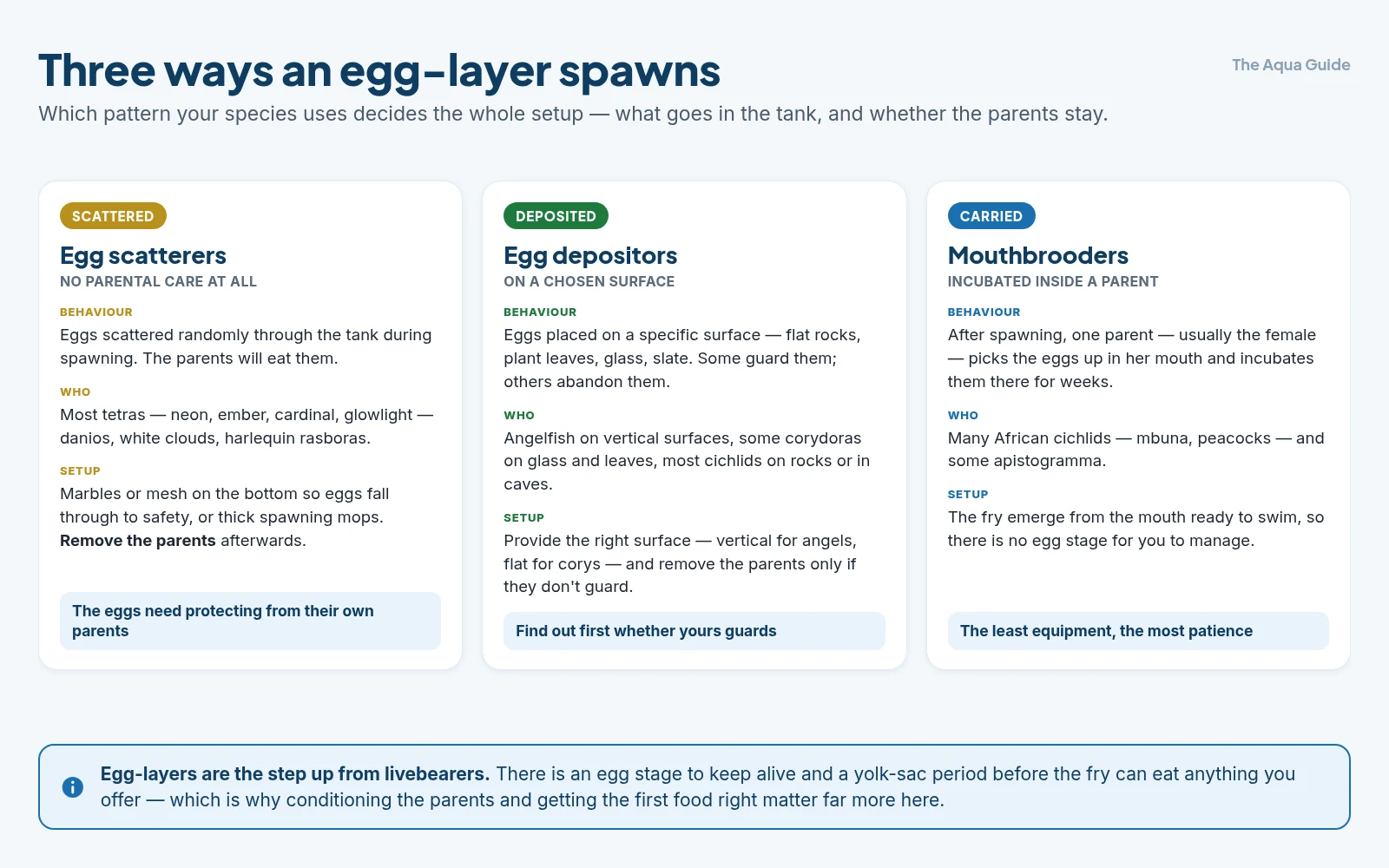 The three egg-laying patterns: scatterers whose eggs must be protected from their own parents, depositors that place eggs on a chosen surface and sometimes guard them, and mouthbrooders that carry the eggs internally