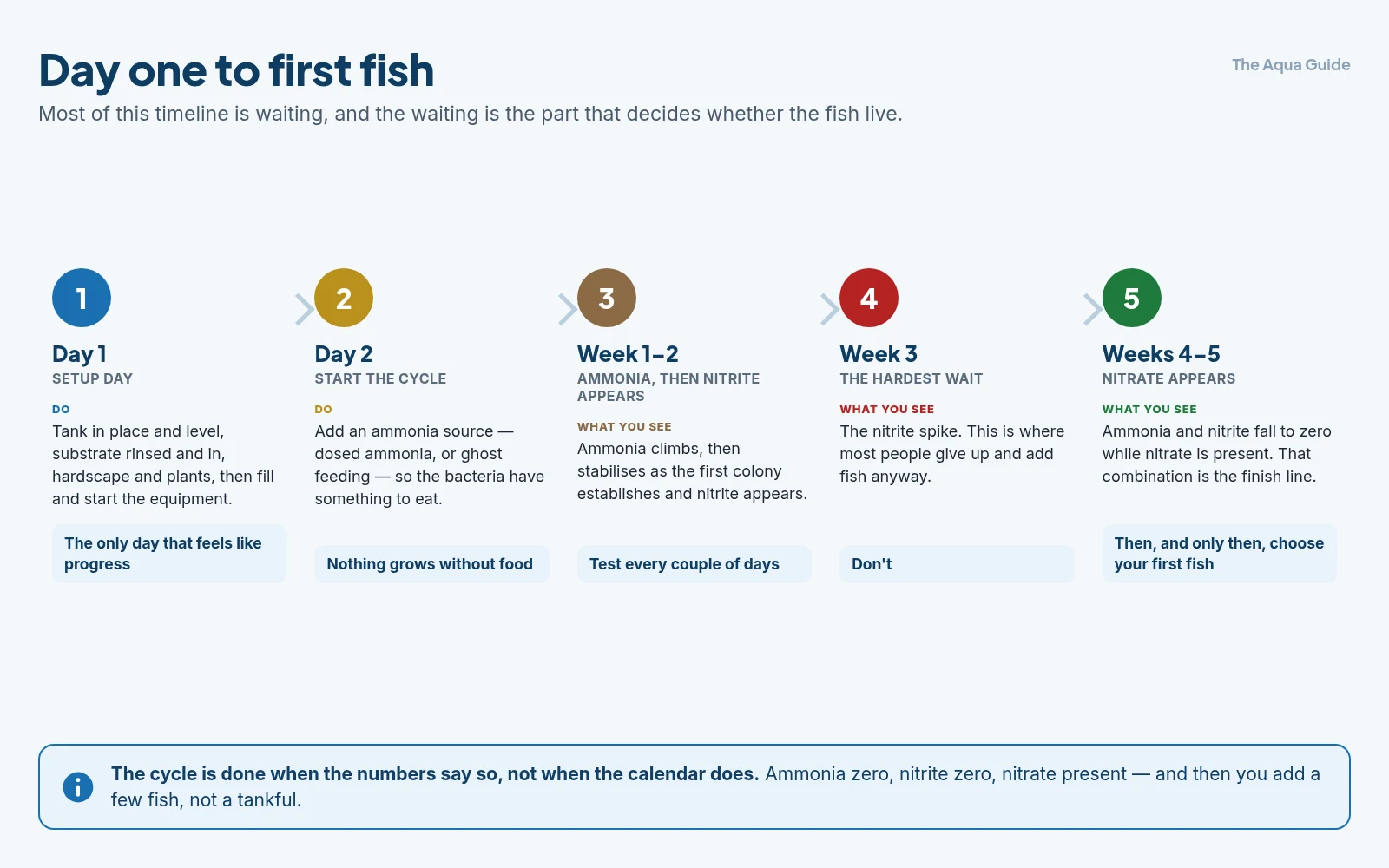 A new aquarium timeline from day one to first fish: setup day, starting the cycle on day two, ammonia then nitrite appearing over weeks one and two, the nitrite spike in week three, and nitrate appearing by weeks four to five