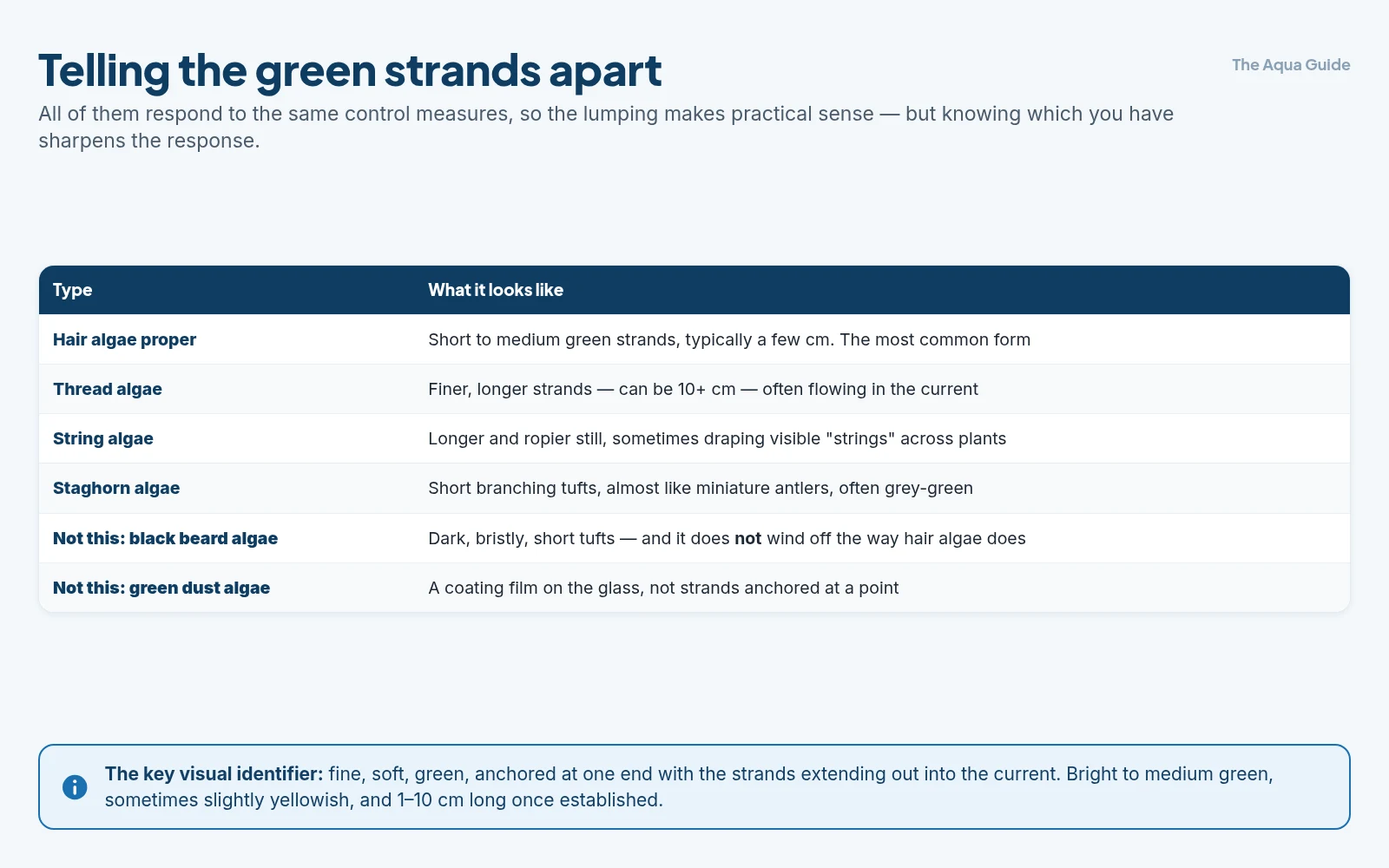 The green filamentous algae types compared: hair algae in short strands, finer longer thread algae, ropier string algae, branching staghorn tufts, and how all of them differ from dark bristly black beard algae and from green dust film