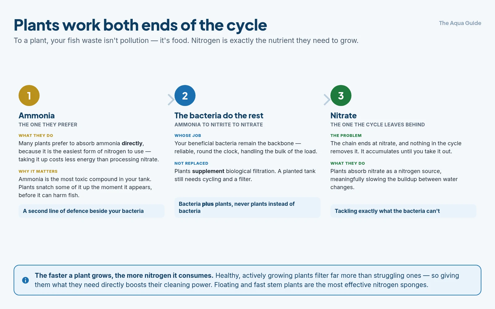 How plants work at both ends of the nitrogen cycle: taking up toxic ammonia directly and often preferentially, leaving the bacteria to do the bulk conversion, and then consuming the nitrate that the cycle itself never removes