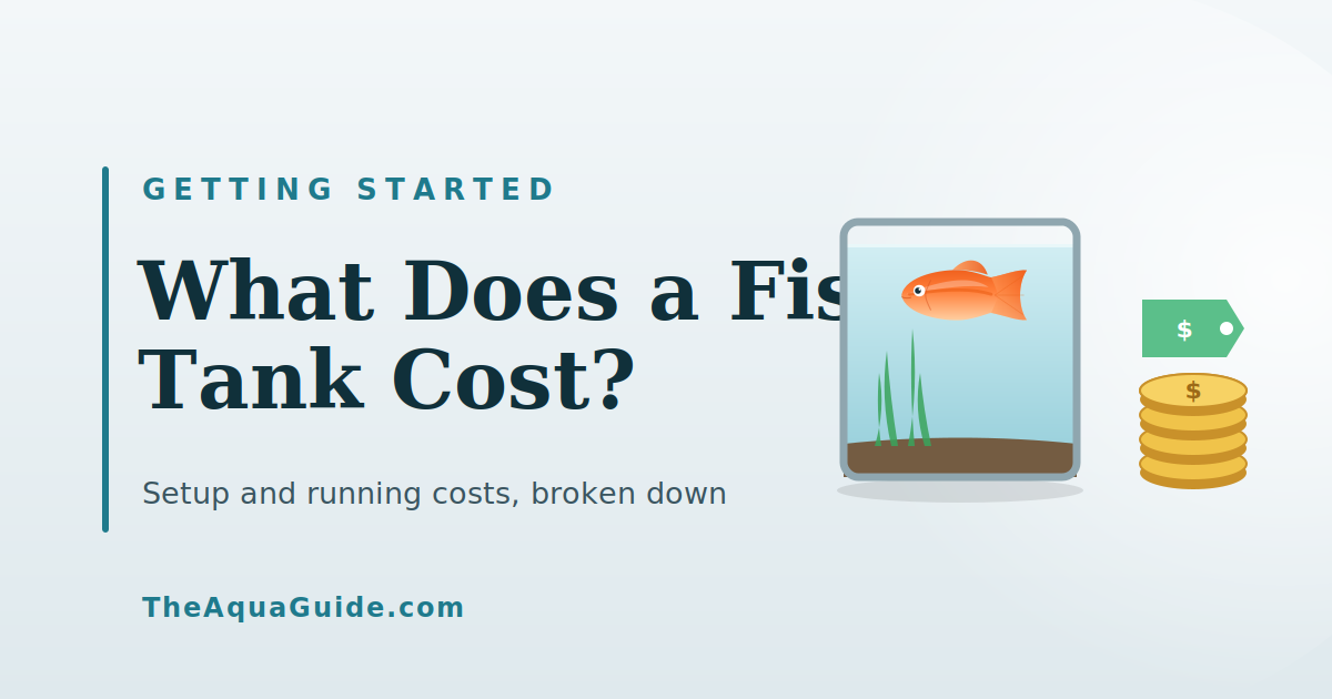 How Much Does a Fish Tank Cost to Set Up and Run?