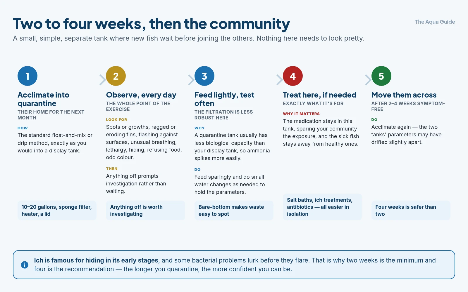 The quarantine process in five steps: acclimate the new fish into the quarantine tank, observe daily for disease signs, feed lightly and test often, treat in isolation if needed, then acclimate across to the display tank after two to four symptom-free weeks