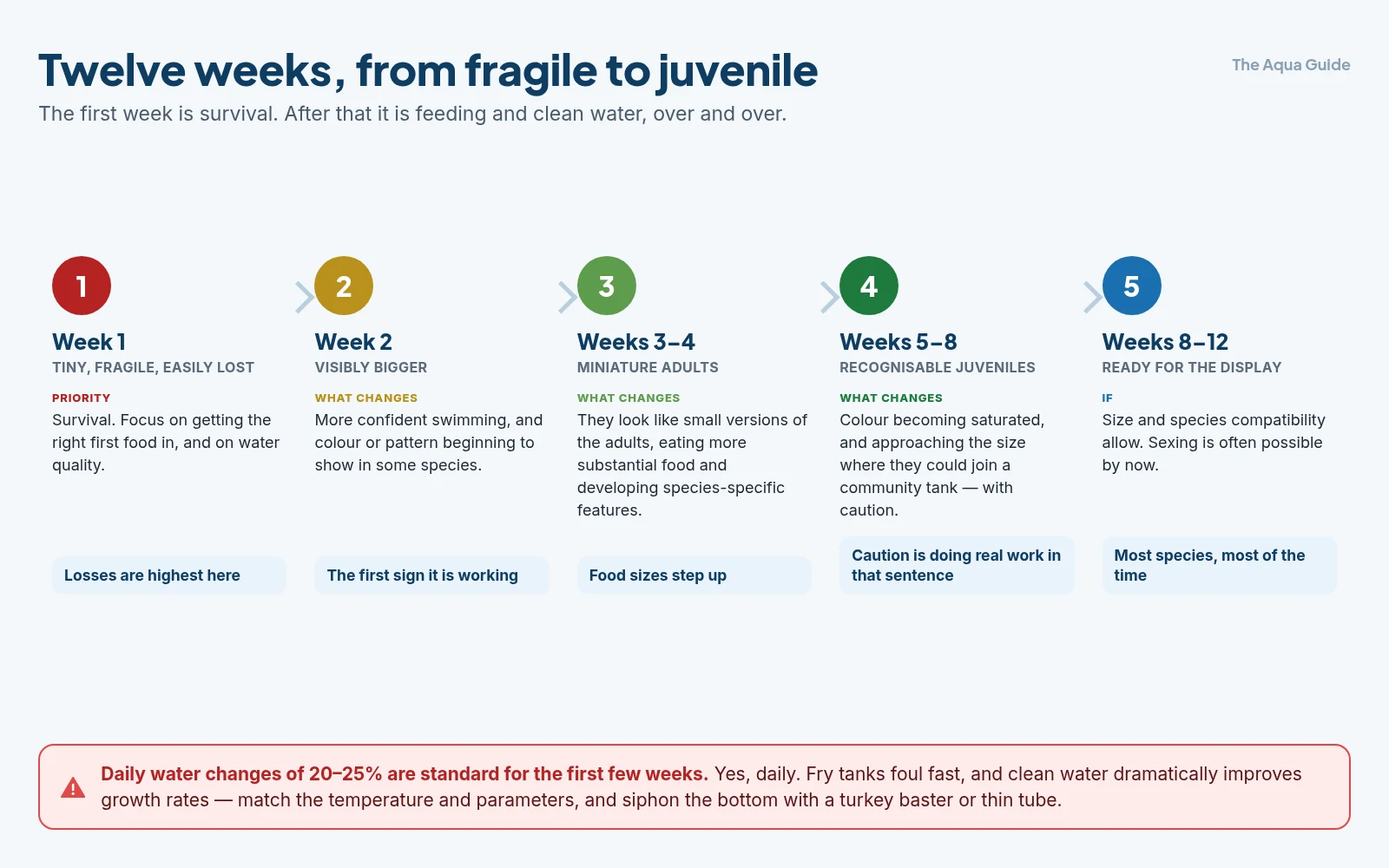 Fry development over twelve weeks: fragile in week one, visibly bigger by week two, miniature adults by weeks three to four, recognisable juveniles by weeks five to eight, and ready for a display tank around weeks eight to twelve