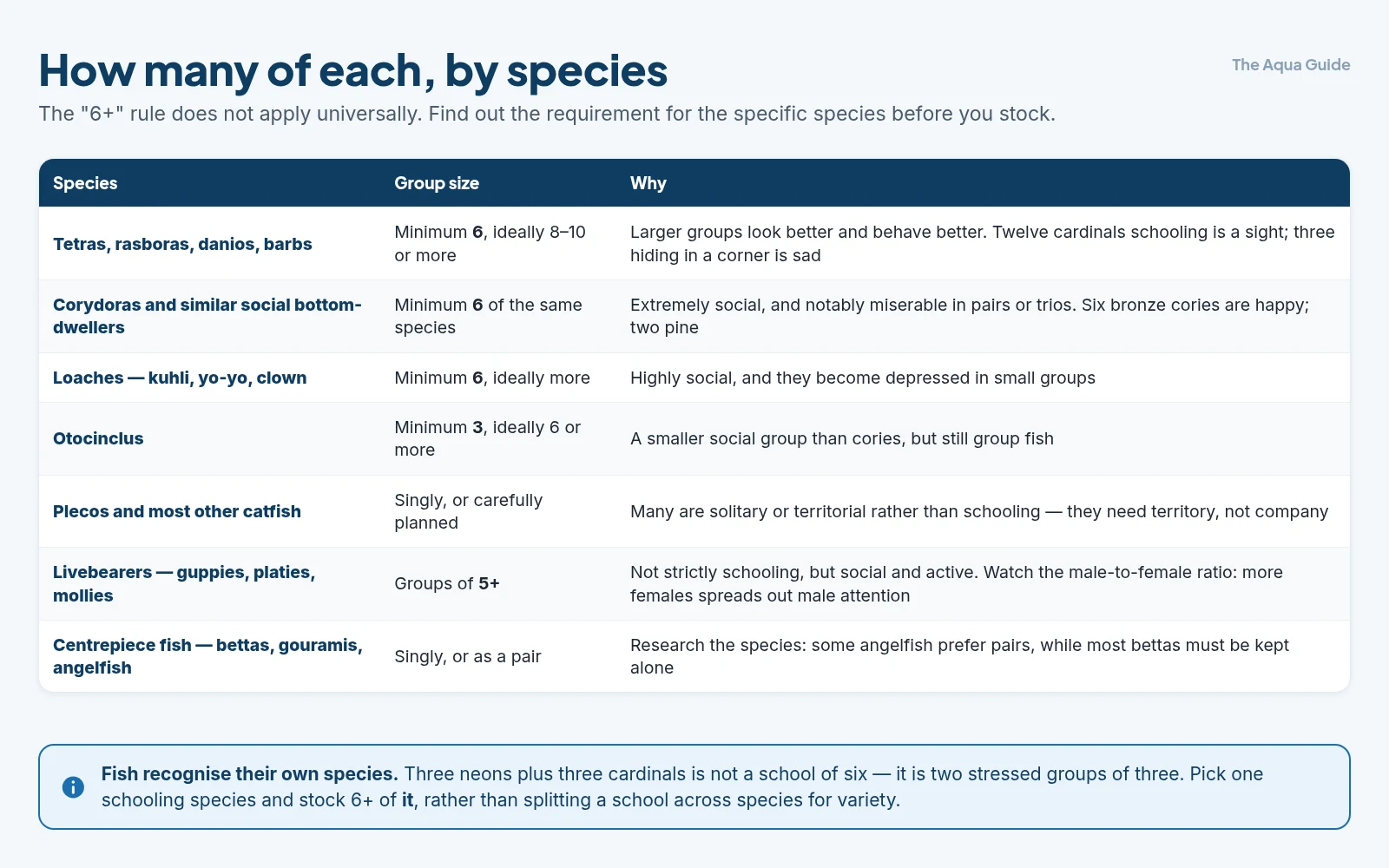 Group sizes by species: six or more for tetras, rasboras, danios, barbs, corydoras and loaches, three or more for otocinclus, five or more for livebearers, and singly for plecos and centrepiece fish like bettas