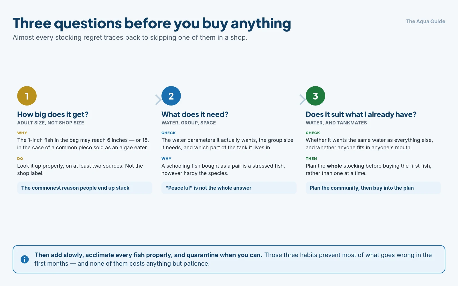Three questions to ask before buying any fish: how big it gets at adult size, what water group size and space it needs, and whether it suits the fish and water you already have