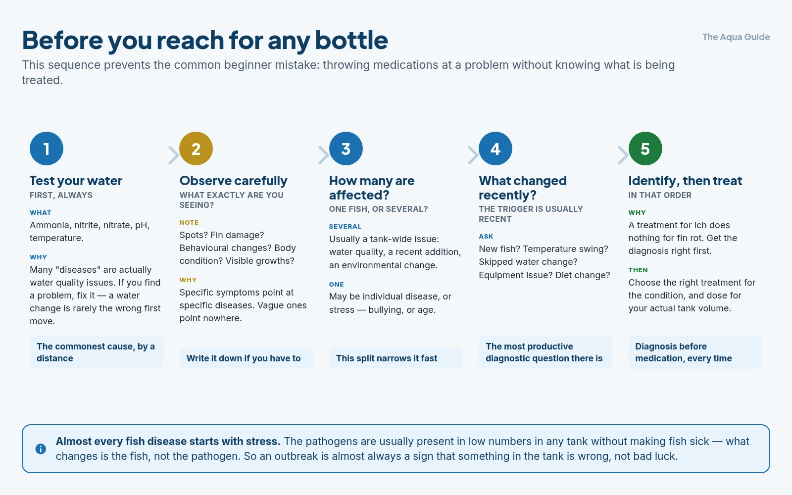 The first-response framework for a sick fish in five steps: test the water, observe exactly what you are seeing, check how many fish are affected, ask what changed recently, then identify the condition before choosing any treatment