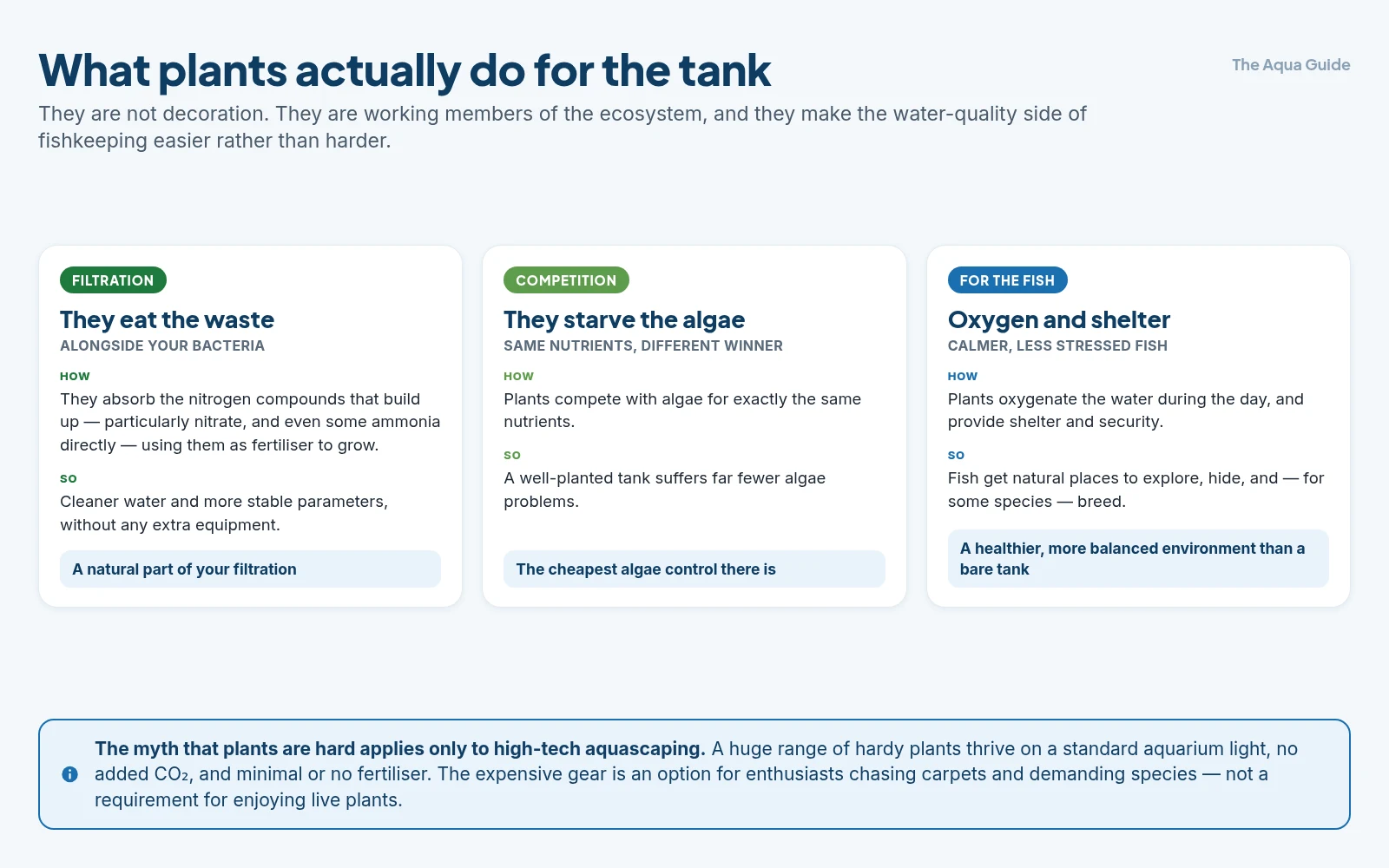 What live plants do for an aquarium: they absorb nitrate and some ammonia as part of filtration, they compete with algae for the same nutrients, and they oxygenate the water and give fish shelter