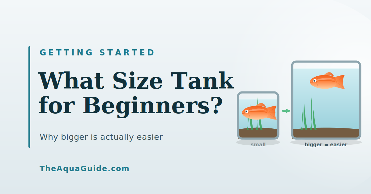 What Size Aquarium Should a Beginner Start With?