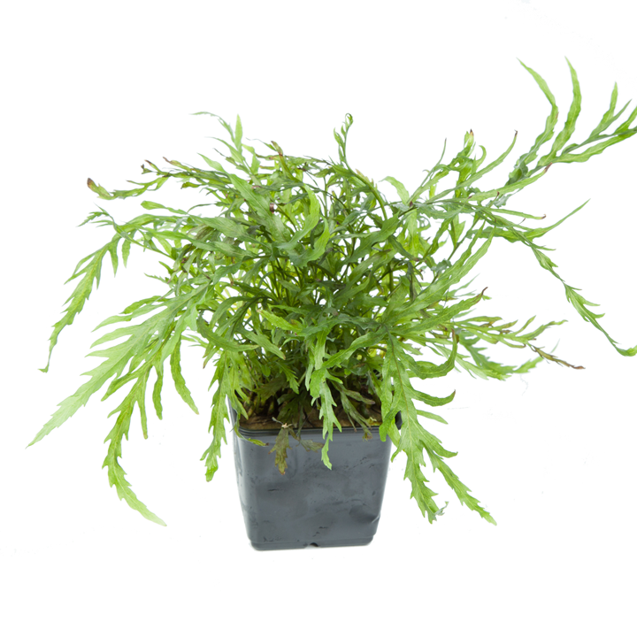 African Water Fern (Bolbitis heudelotii) — moderate care — freshwater