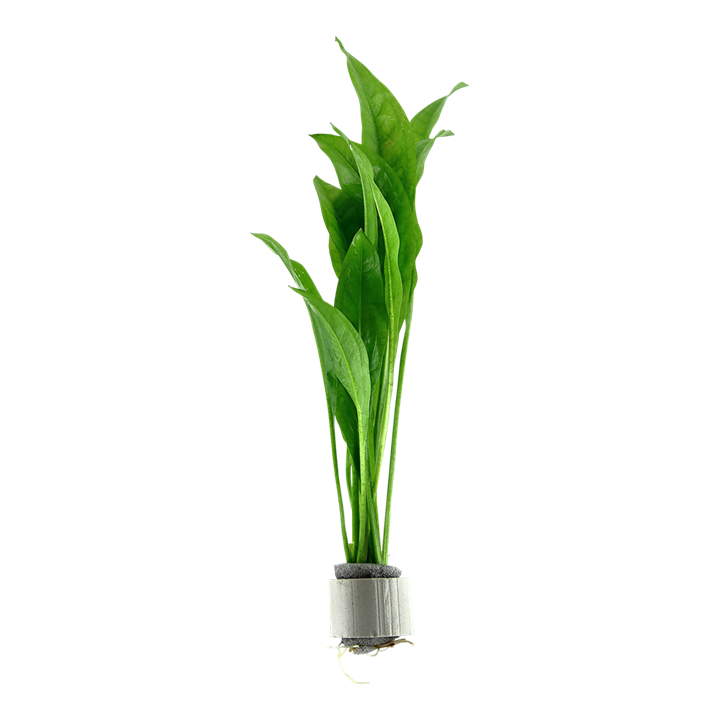 Amazon Sword (Echinodorus grisebachii) — easy care — freshwater