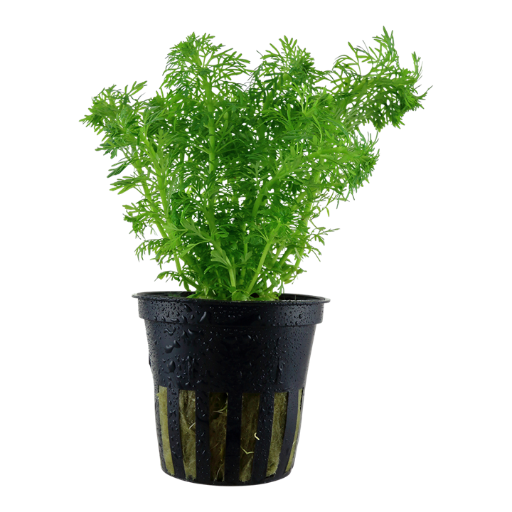 Ambulia (Limnophila sessiliflora) — easy care — freshwater
