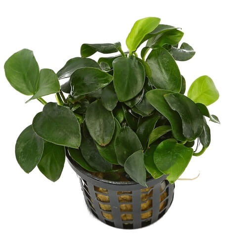 Anubias Nana (Anubias barteri var. nana) — very easy care — freshwater