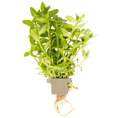 Bacopa Caroliniana (Bacopa caroliniana) — easy care — freshwater