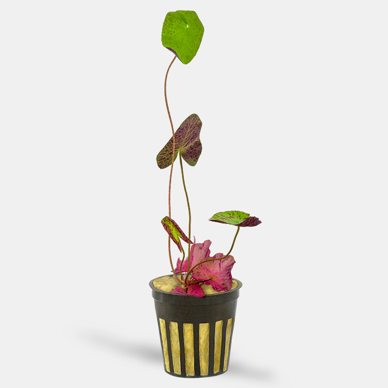 Dwarf Aquarium Lily