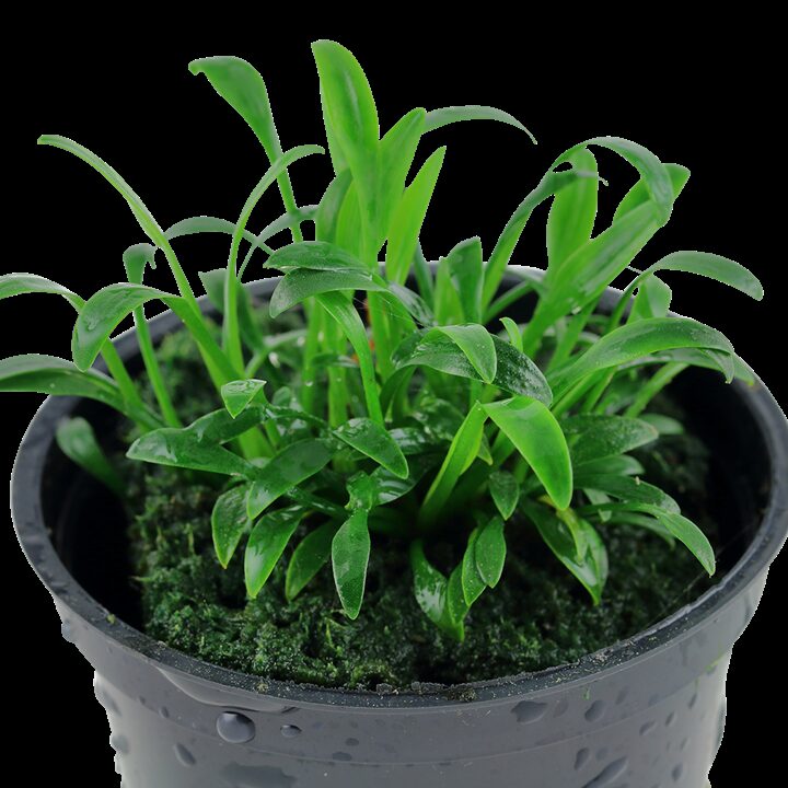 Dwarf Cryptocoryne