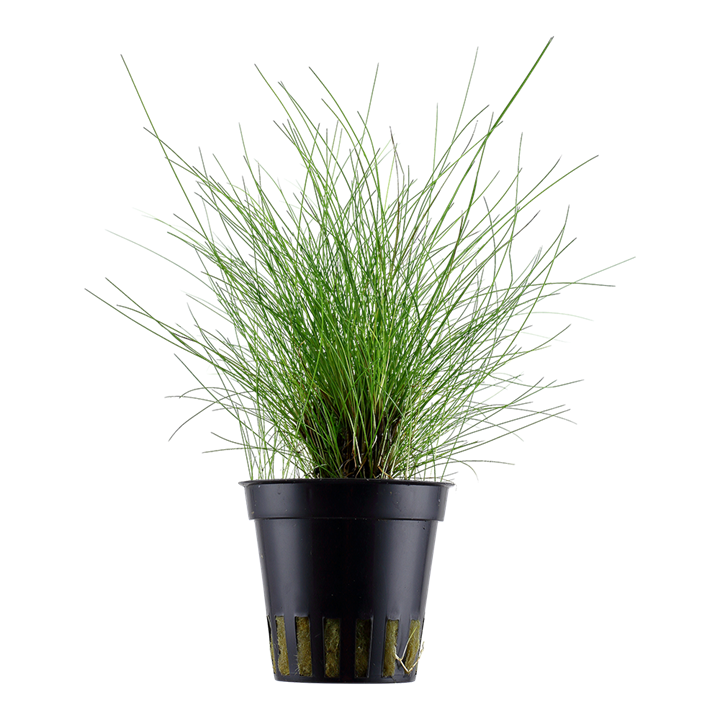 Dwarf Hairgrass
