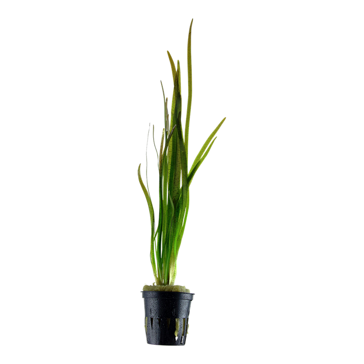 Italian Vallisneria