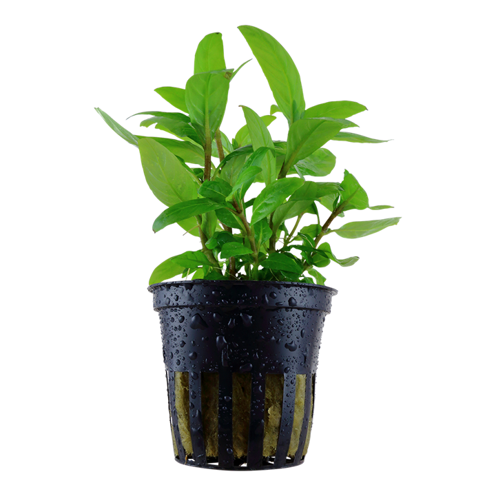 Staurogyne Repens