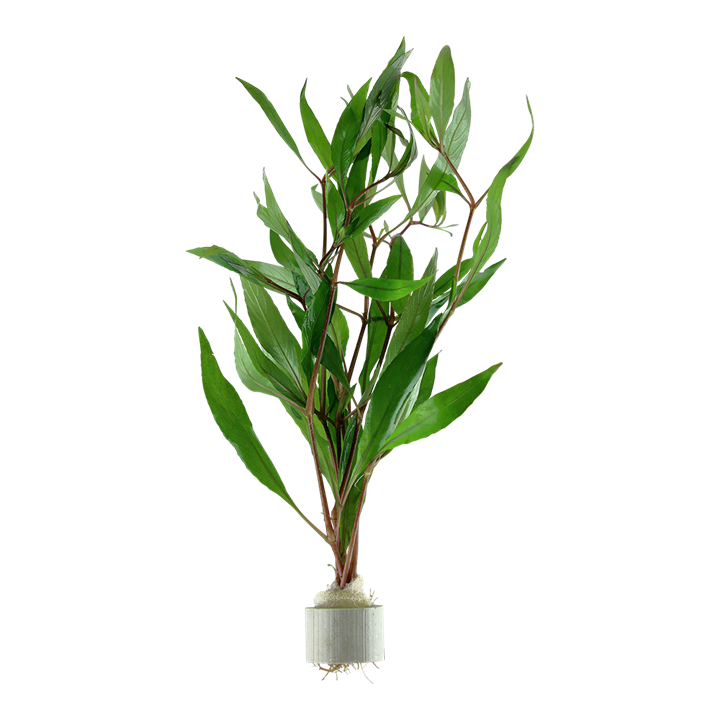 Temple Plant
