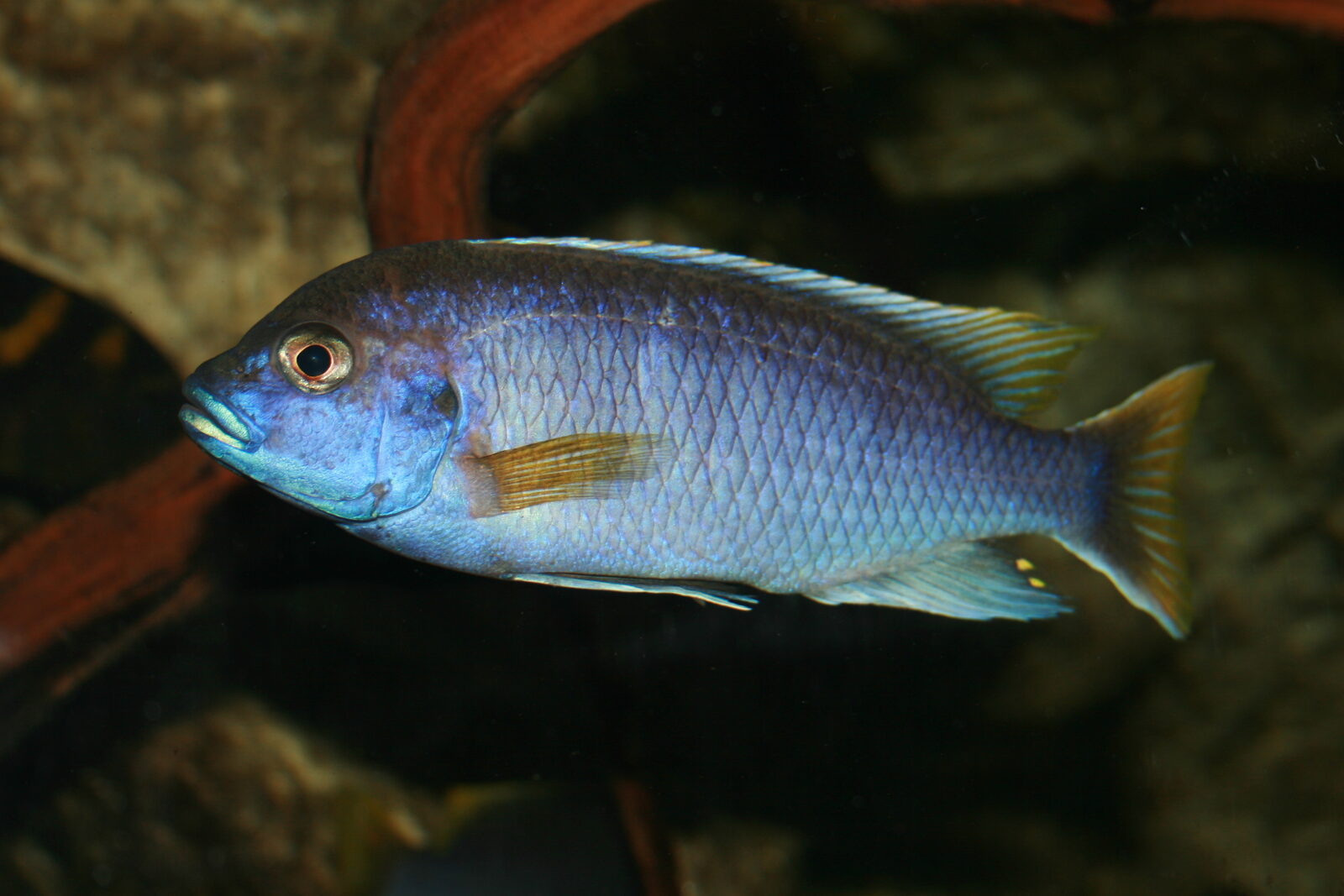 Acei Cichlid