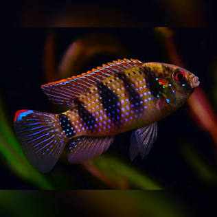African Butterfly Cichlid