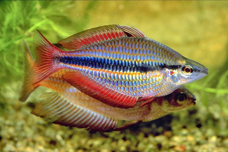 Banded Rainbowfish