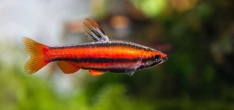 Beckford's Pencilfish