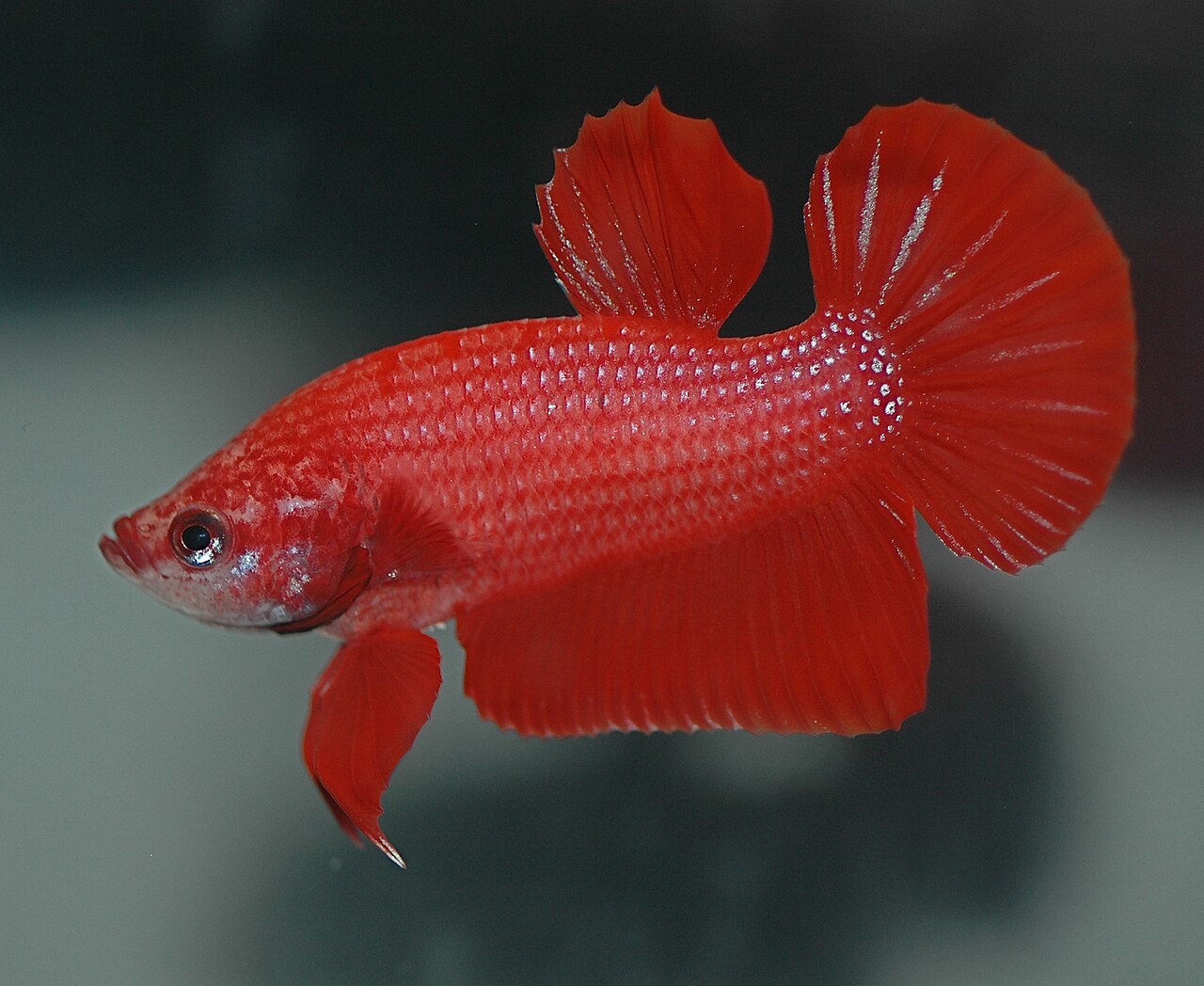Betta (Siamese Fighting Fish)