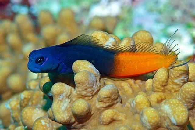 Bicolor Blenny