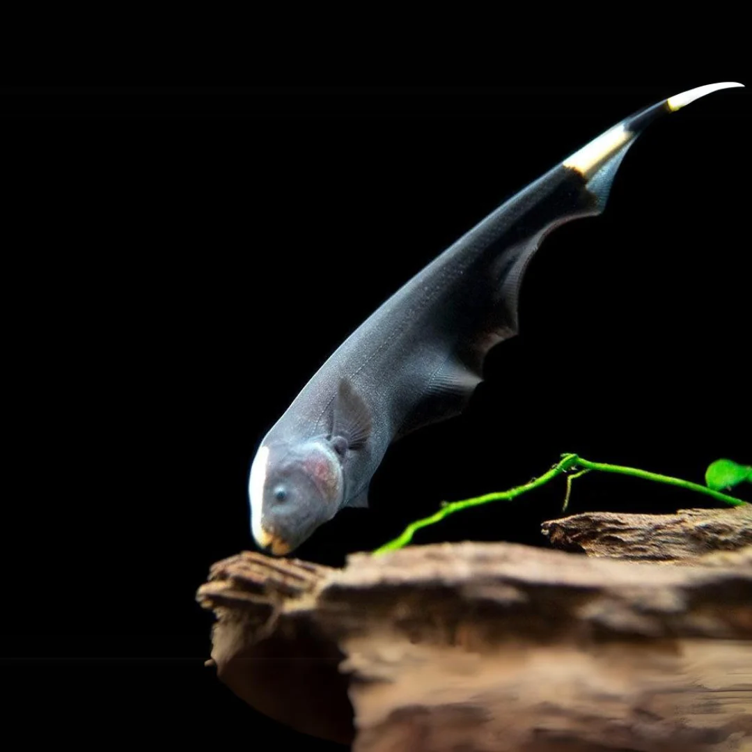 Black Ghost Knifefish