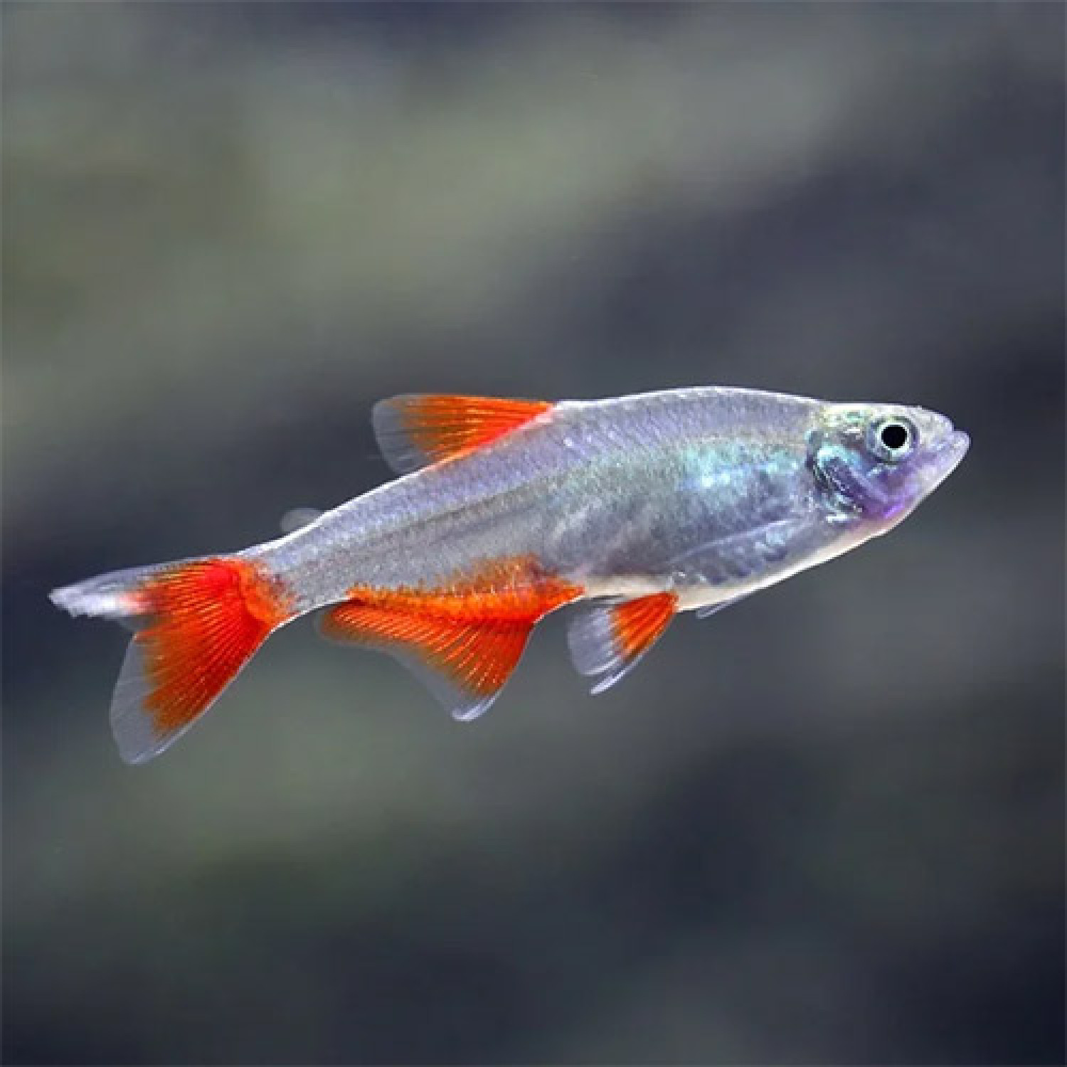 Bloodfin Tetra