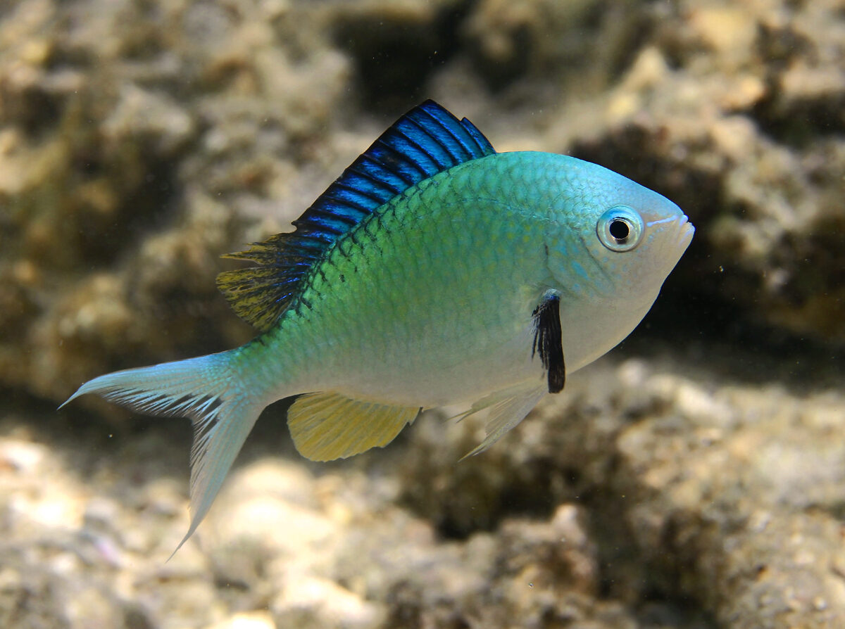 Blue Green Chromis