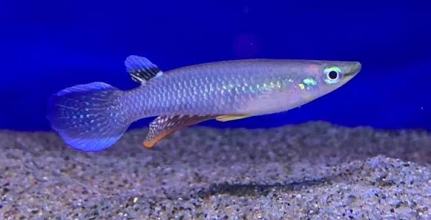 Blue Panchax