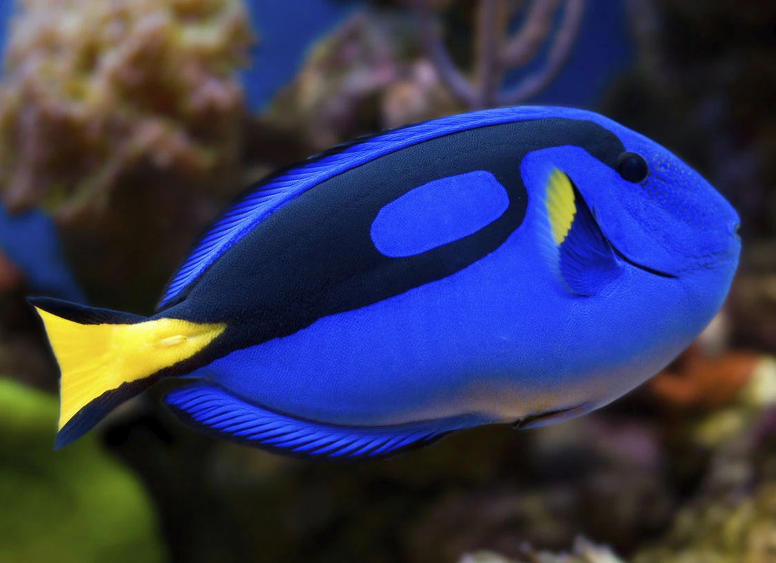 Blue Tang