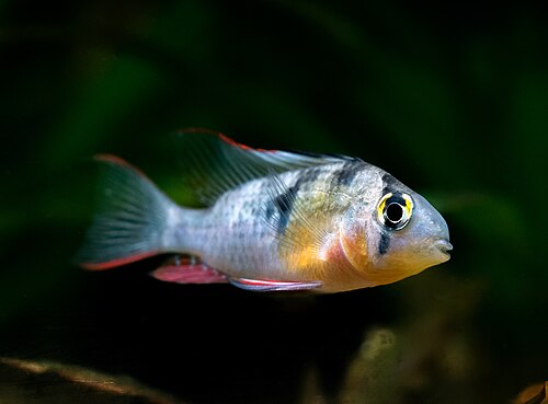 Bolivian Ram