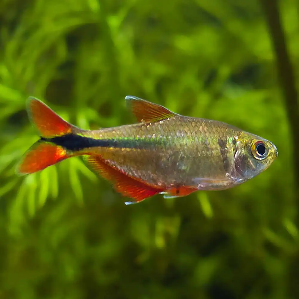 Buenos Aires Tetra