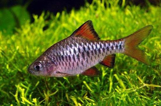 Checker Barb