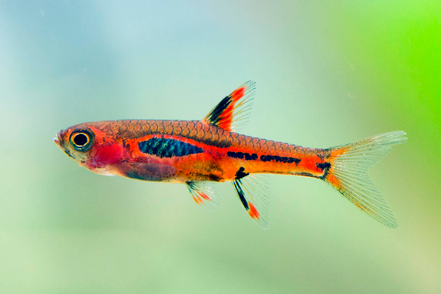 Chili Rasbora