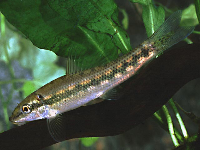 Chinese Algae Eater