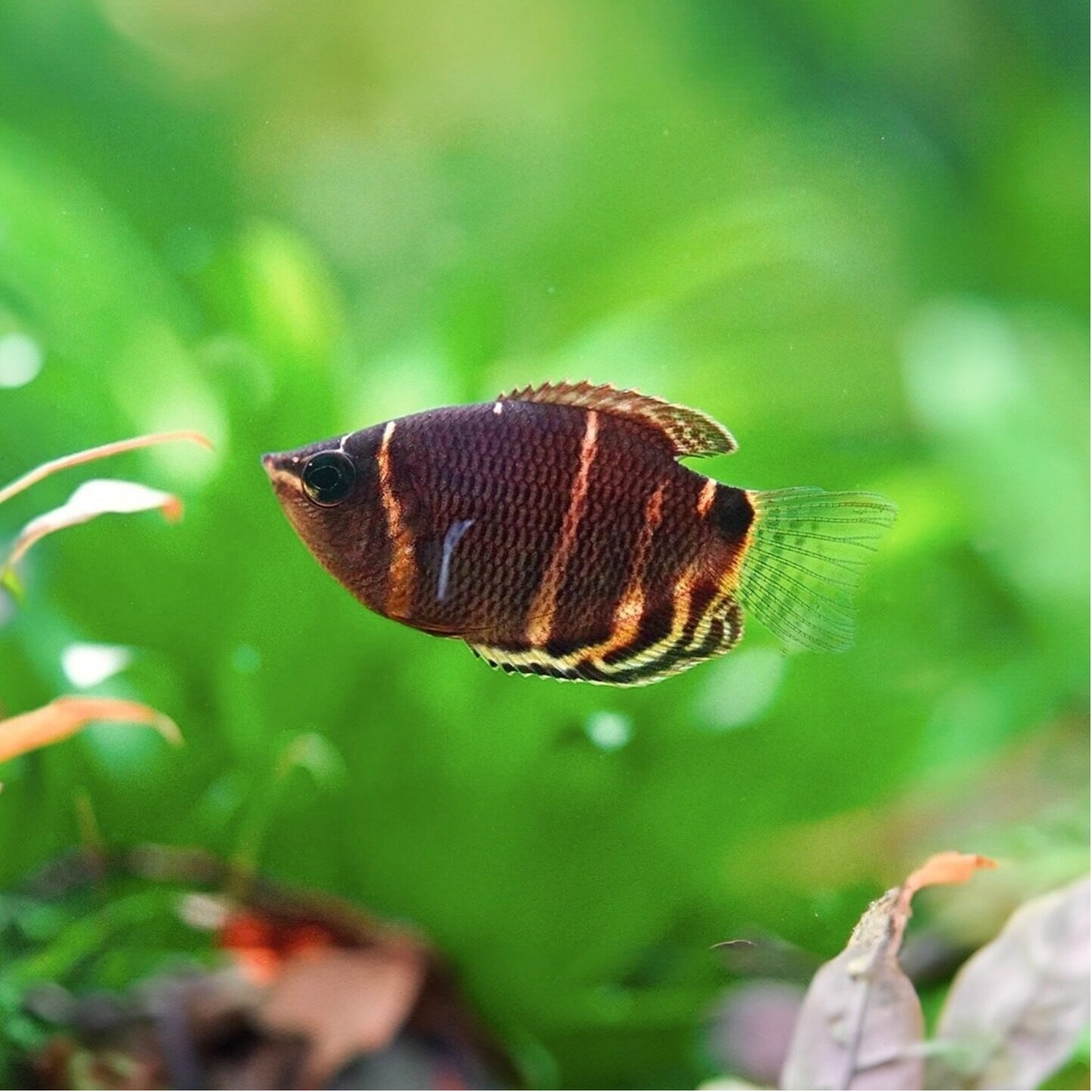 Chocolate Gourami