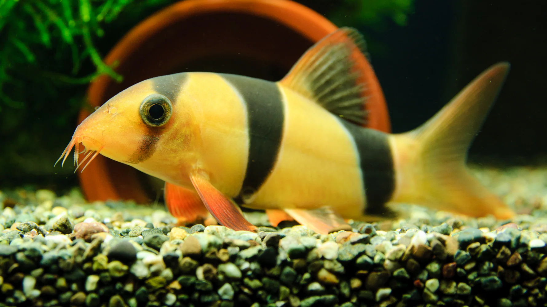 Clown Loach