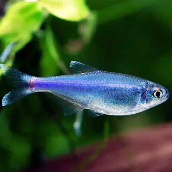 Cochu's Blue Tetra