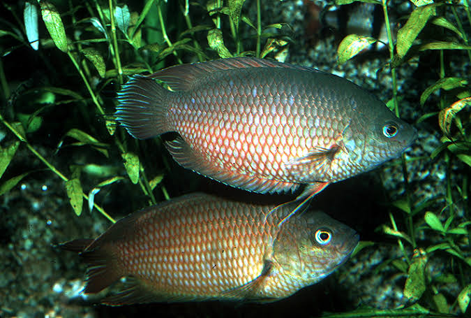 Combtail Gourami