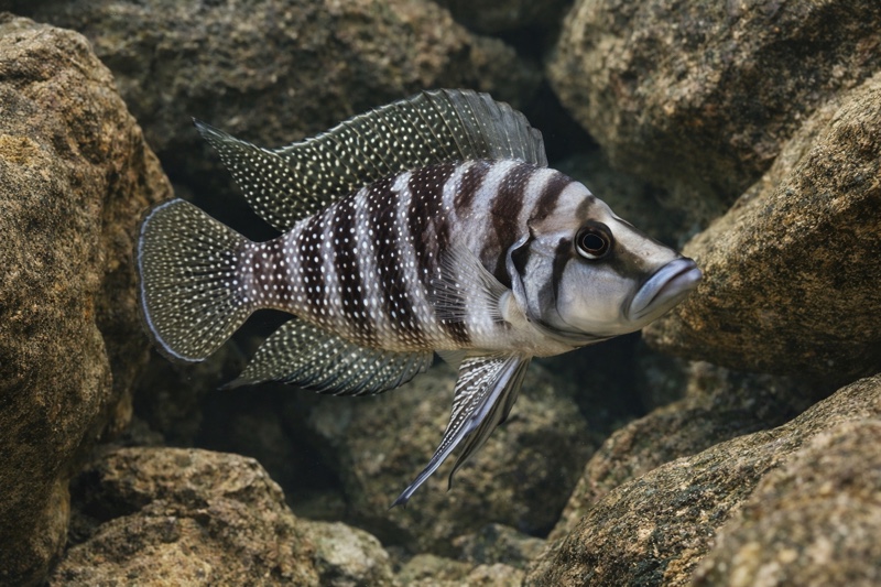 Compressiceps Cichlid