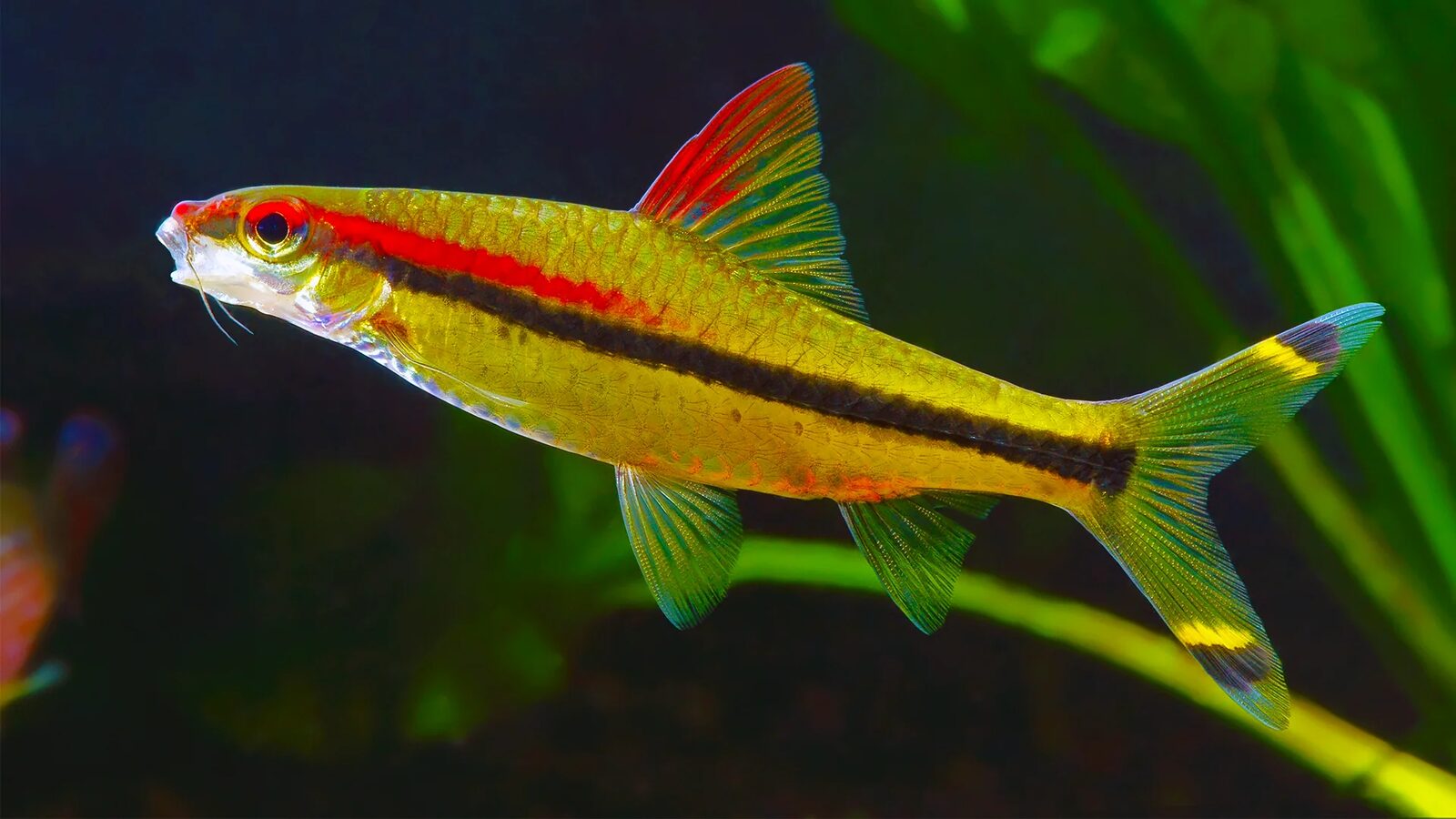 Denison Barb